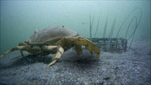 Load image into Gallery viewer, Compact and Portable Crab Trap Set with 6 Loops for Unforgettable Fishing