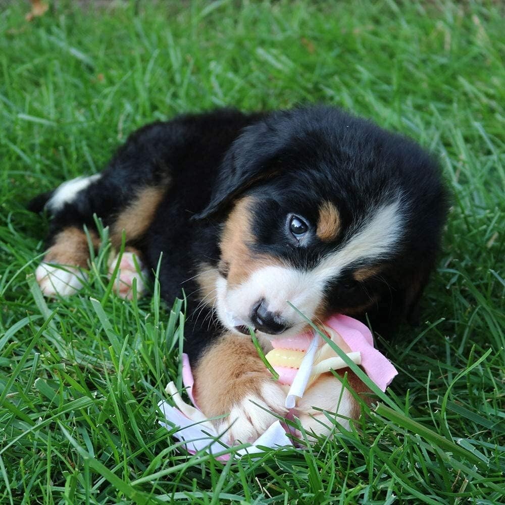 Comprehensive Snuggle Puppy Starter Kit - Ultimate Comfort for New Dogs