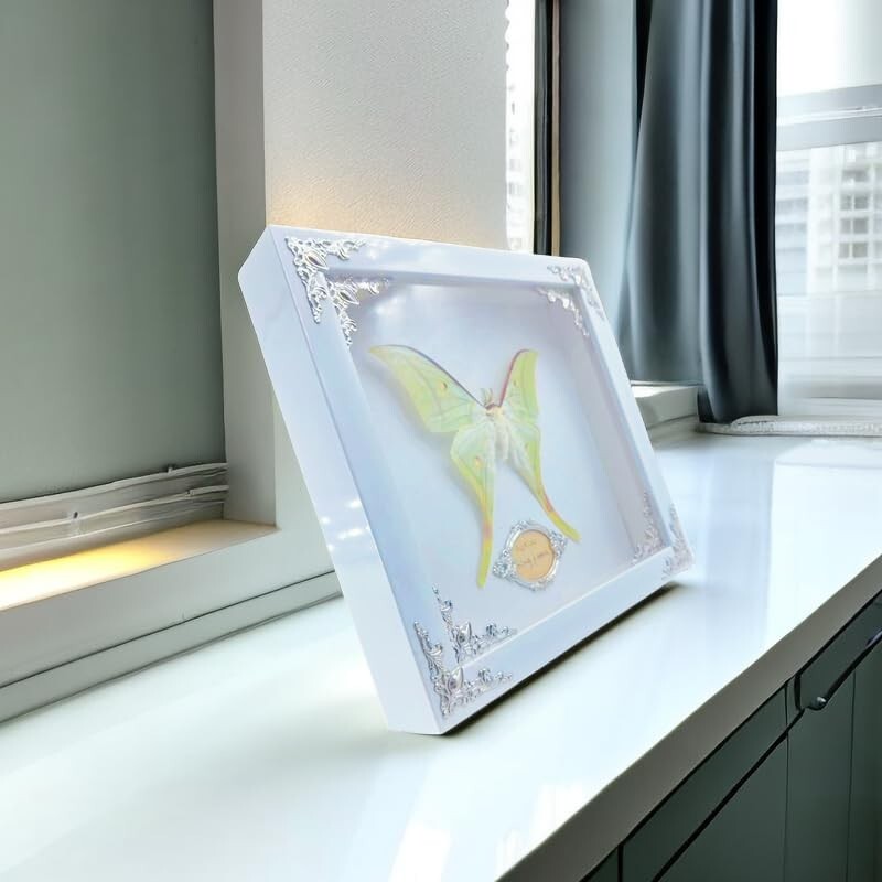 Real Framed Butterfly & Moth Specimens in Solid Wood - Unique Nature Decor