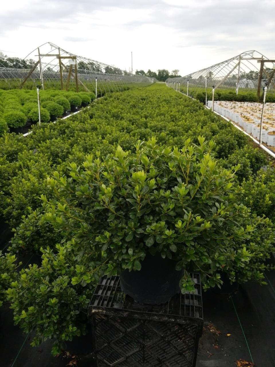 Dense-Growing Azalea with Lustrous Foliage - White Flowers for Stunning Gardens