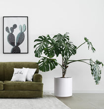 Load image into Gallery viewer, Elegant 14 Inch Cylindrical Plastic Planters with Drainage Holes &amp; Saucer Set