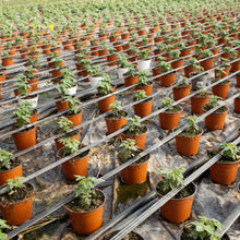 Load image into Gallery viewer, Versatile 1500 Pcs Nursery Pots with Drainage - Perfect for Succulents &amp; More
