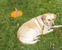 Load image into Gallery viewer, Reinforced 100FT Dog Runner with Secure Steel Clasps - Ideal for Large Breeds