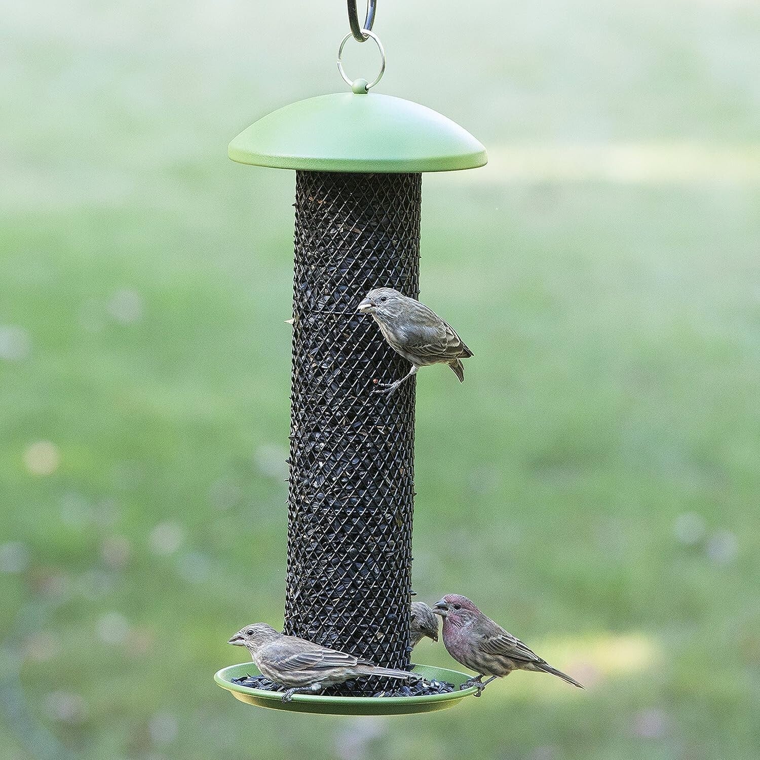 Premium 1.5 lb Capacity Sunflower Tube Bird Feeder - Ideal for Bird Enthusiasts