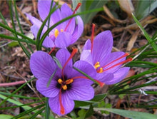 Load image into Gallery viewer, Premium 20 Jumbo Crocus Sativus Bulbs - Ideal for Fall Blooming &amp; Outdoor Use