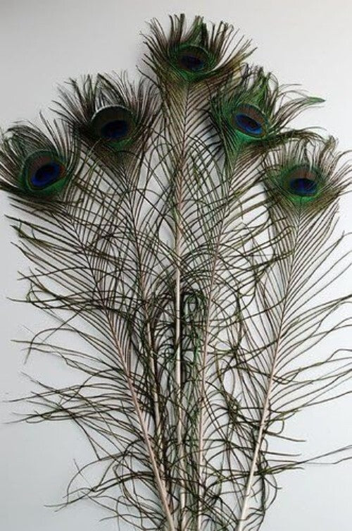 Vibrant 25 Pcs Peacock Feathers 45"-50" - Perfect for Crafting and Events