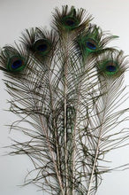 Load image into Gallery viewer, Vibrant 25 Pcs Peacock Feathers 45"-50" - Perfect for Crafting and Events