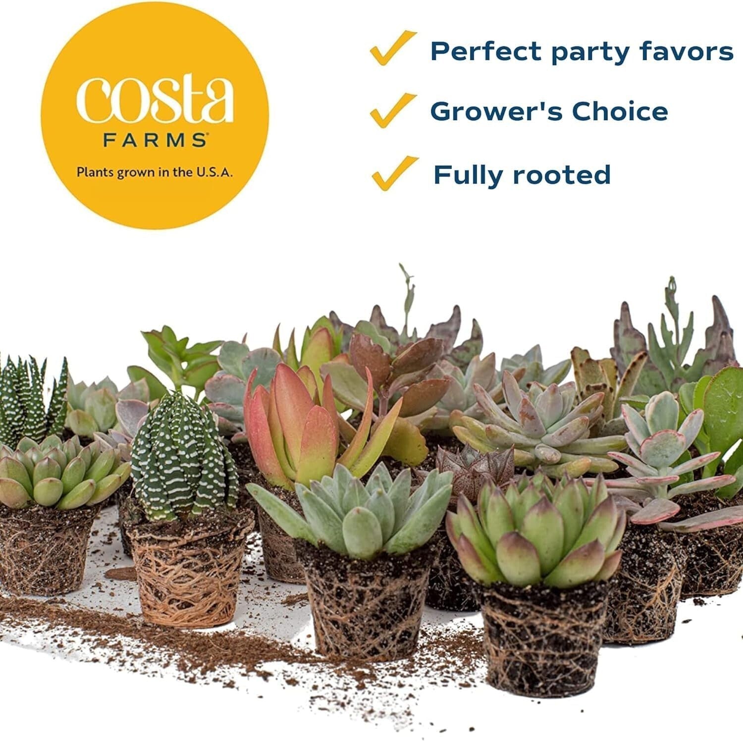 Assorted Mini Succulent Plants - Drought Tolerant Beauties for Any Occasion