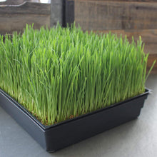 Load image into Gallery viewer, Minimalist Black Gardening Trays - 10-Pack with Drain Holes for Indoor Use
