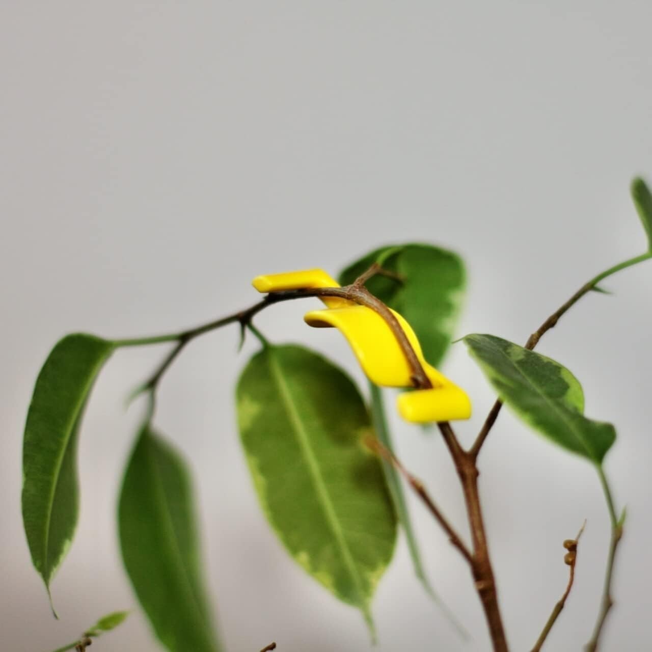 40 Durable BudClips - Enhance Light Penetration & Airflow for Thriving Plants