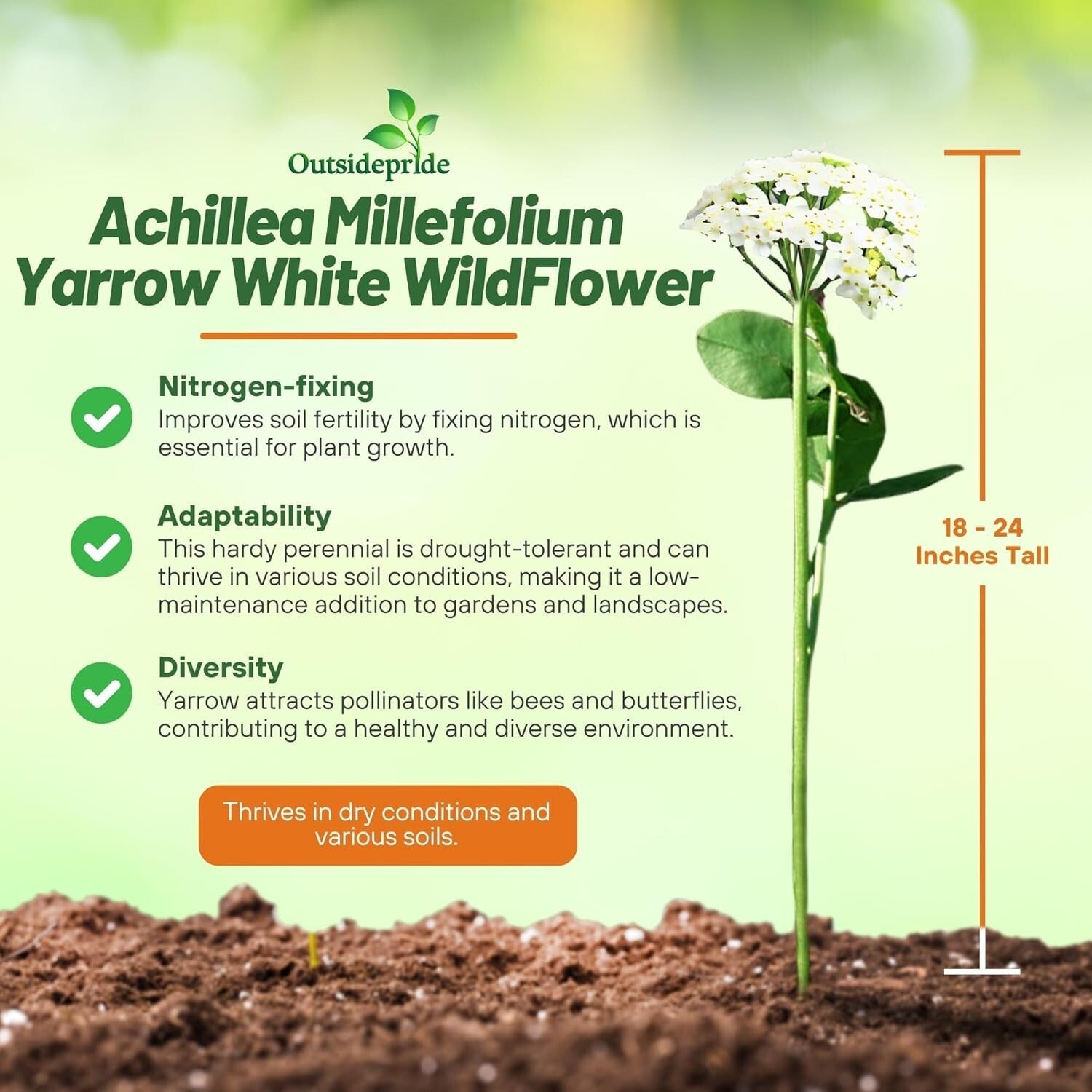 GMO-Free Wildflower Seeds - 1 lb Achillea Millefolium Yarrow for Outdoor Gardens