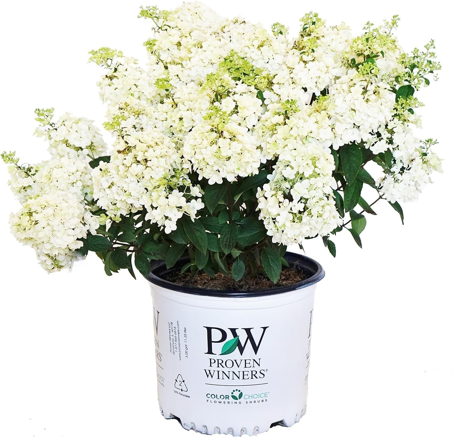 Low-Maintenance Bobo Hydrangea with Large White Blooms - Ideal for Home Gardens