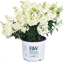 Load image into Gallery viewer, Low-Maintenance Bobo Hydrangea with Large White Blooms - Ideal for Home Gardens