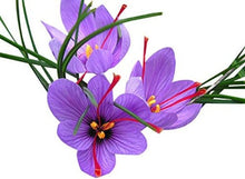 Load image into Gallery viewer, Premium 20 Jumbo Crocus Sativus Bulbs - Ideal for Fall Blooming &amp; Outdoor Use