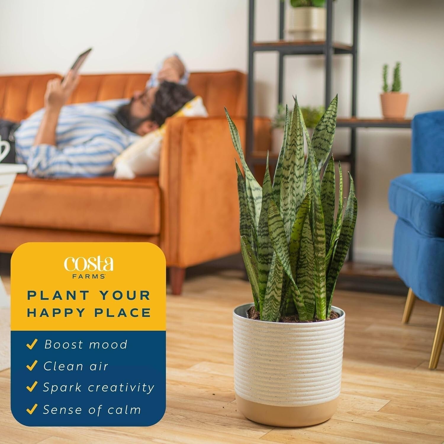 2-Foot Sansevieria - Live Indoor Snake Plant for Home Décor & Relaxation