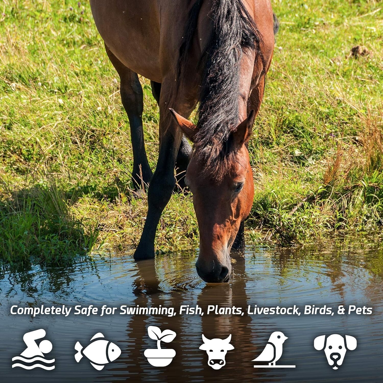 Natural Pond Sludge Remover – 10 lbs of Beneficial Bacteria for Cleaner Water