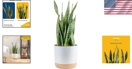 2-Foot Sansevieria - Live Indoor Snake Plant for Home Décor & Relaxation