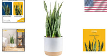 Load image into Gallery viewer, 2-Foot Sansevieria - Live Indoor Snake Plant for Home Décor &amp; Relaxation