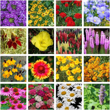 Load image into Gallery viewer, Organic Perennial Wildflower Seed Mix, 1 lb Shaker for Effortless Planting