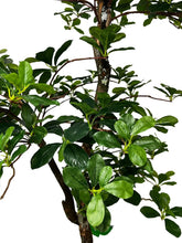 Load image into Gallery viewer, Natural-Looking 5ft Black Olive Leaf Tree - Supporting Sustainability Efforts