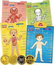 Load image into Gallery viewer, Learn Body Parts and Muscles with Interactive Talking Anatomy Poster for Kids