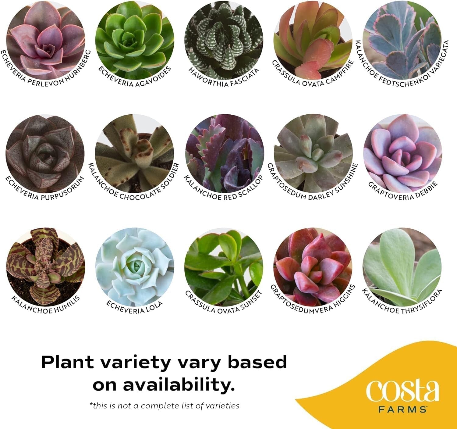 Assorted Mini Succulent Plants - Drought Tolerant Beauties for Any Occasion