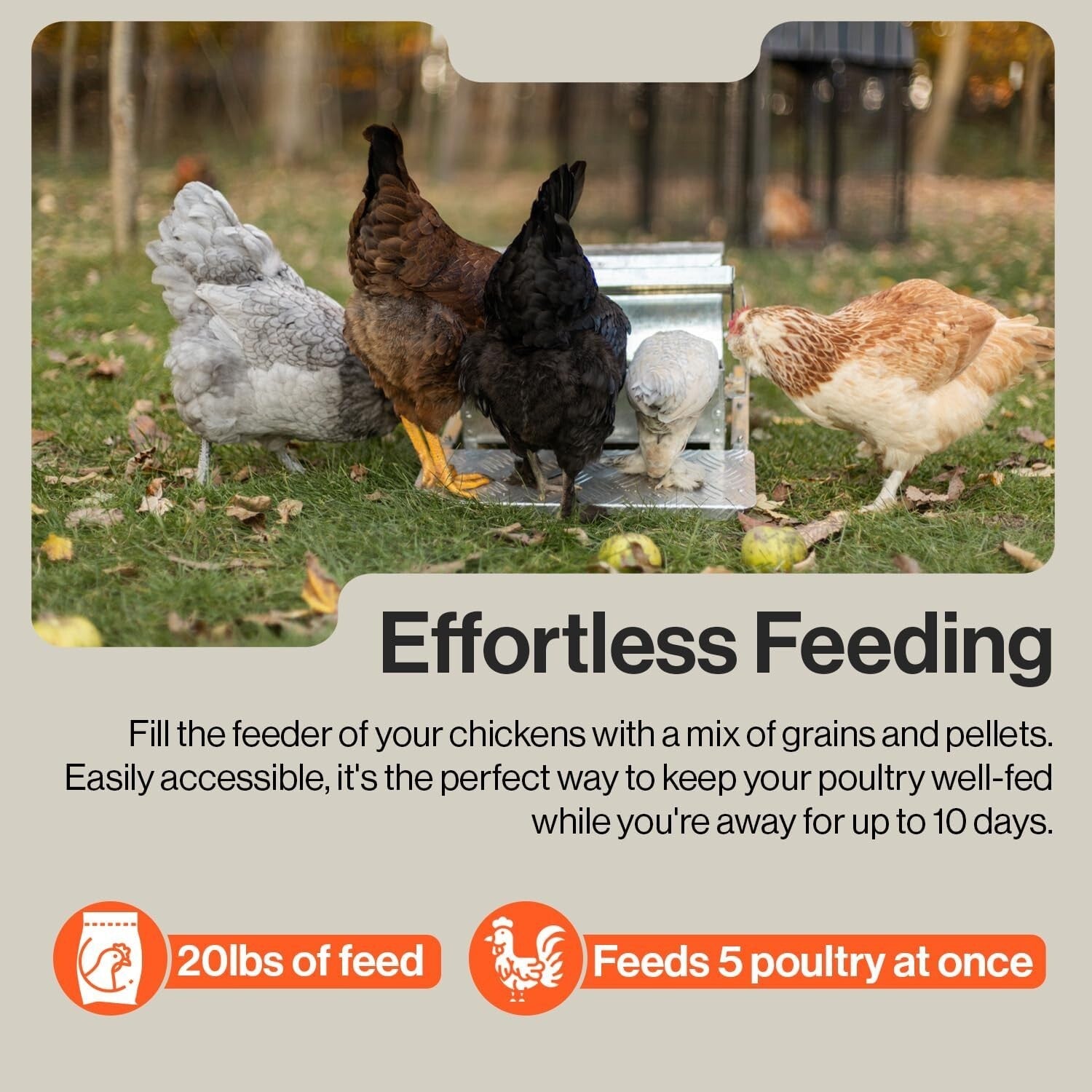 Exceptional Automatic Chicken Feeder - 20lbs Capacity & Anti-Slip Protection
