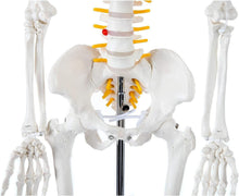 Load image into Gallery viewer, Lightweight 31" Mini Skeleton Anatomy Model - Perfect for Halloween or Classroom