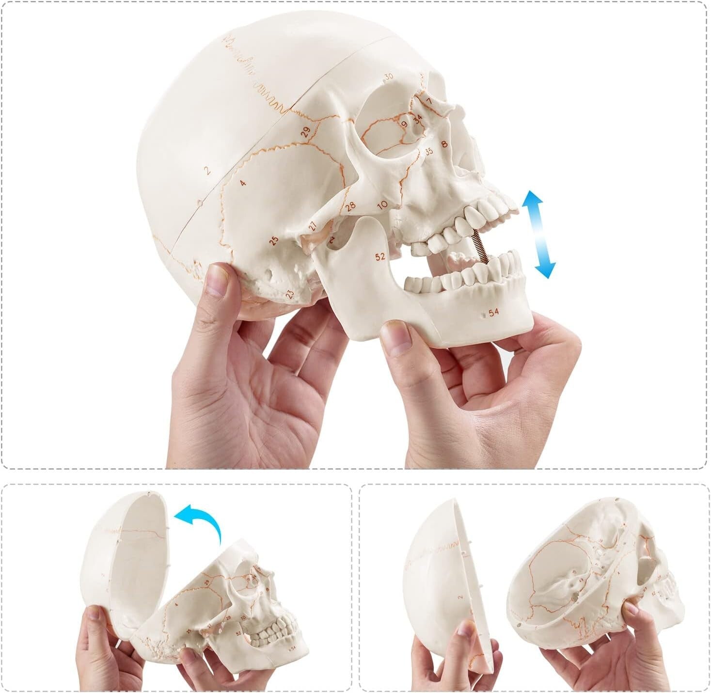 Non-Toxic PVC Life-Size Anatomical Skull with Permanent Laser Fonts for Learning