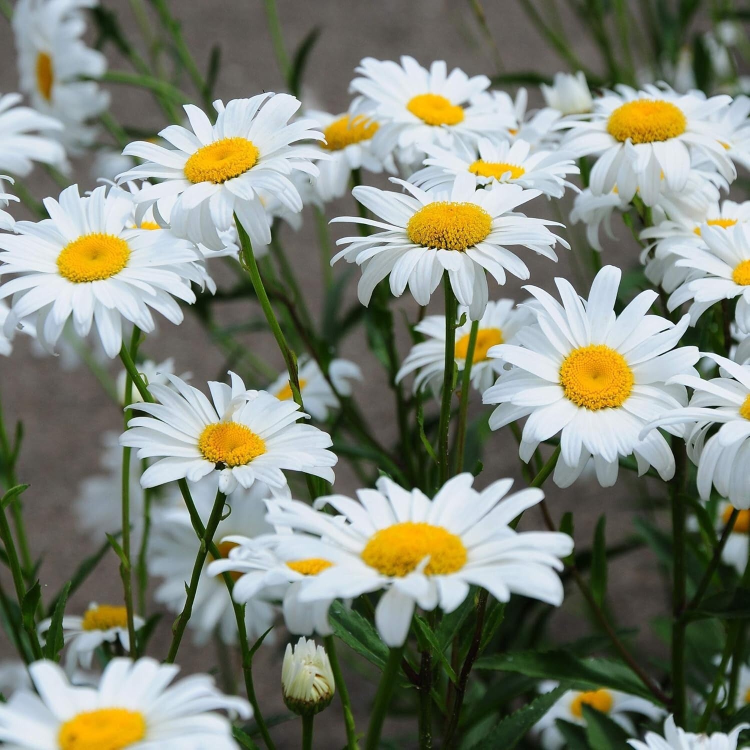 1 Lb. Shasta Daisy Seeds - Perennial, Deer Resistant & Drought Tolerant Flowers