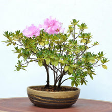 Load image into Gallery viewer, Handmade Japanese Bonsai Pot - Yellow Sand Stripe Ceramic Garden Container