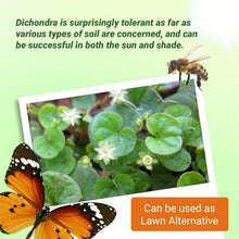 Load image into Gallery viewer, Dense Green Dichondra Repens Seeds - Easy Erosion Control &amp; Year-Round Color