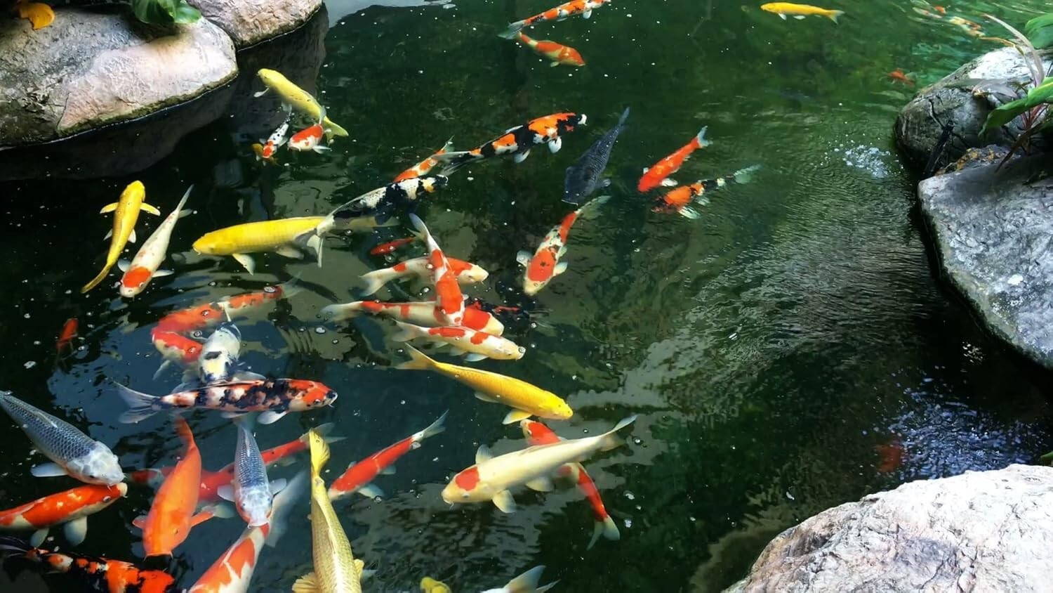 Premium Koi Pond Netting Kit 28x30 ft - Heavy Duty Mesh for Fish Protection