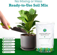 Load image into Gallery viewer, Nutrient-Rich Fiddle Leaf Fig Potting Mix - 7.57 Liters for Optimal Plant Health