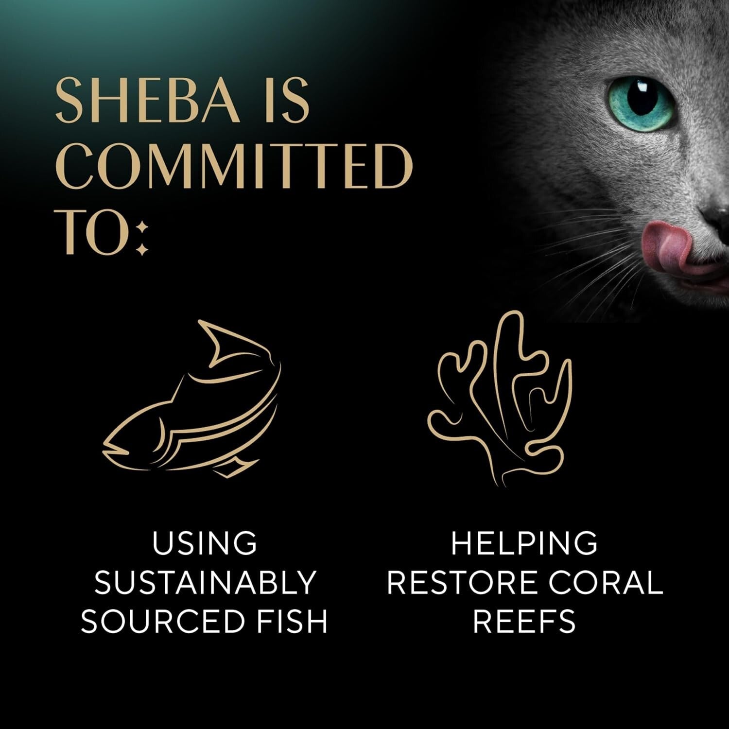 Delicious Wet Cat Food Pate - Chicken, Salmon & Turkey Variety Pack, 36 Servings