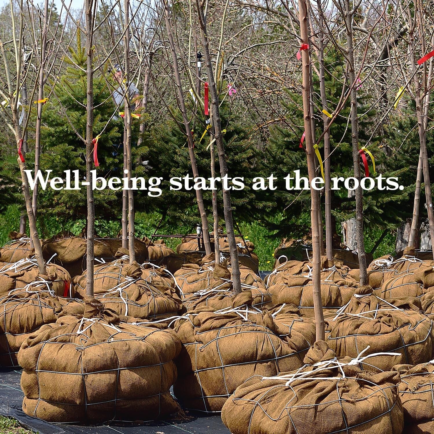 Customizable Natural Jute Burlap Roll 40"x150' - Premium Solution for Gardeners