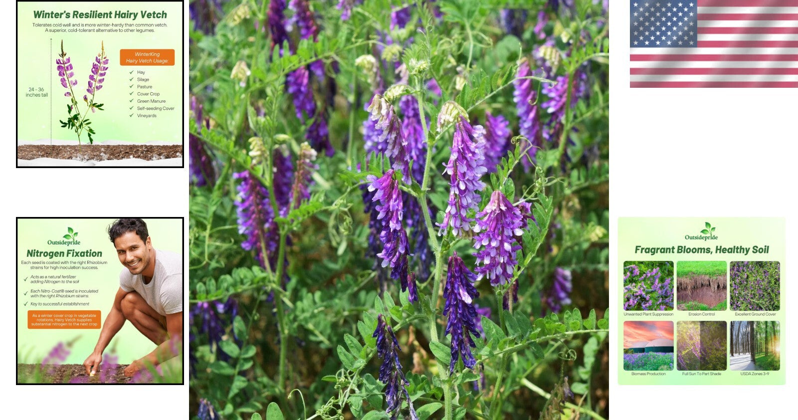 Pollinator Friendly Hairy Vetch Seeds - 10 Lbs for Soil Health & Biodiversity