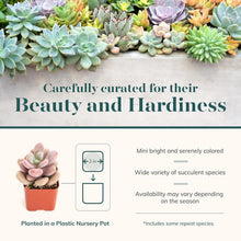 Load image into Gallery viewer, Pastel Succulent Plant Pack - 64 Mini Low-Maintenance Plants for Gifts &amp; Decor