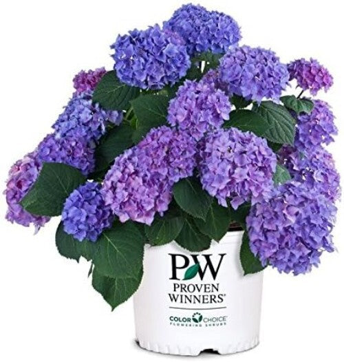Beautiful Rhythmic Blue Hydrangea in 3 Gallon Pot - Spring Bloomer for Zones 5-9