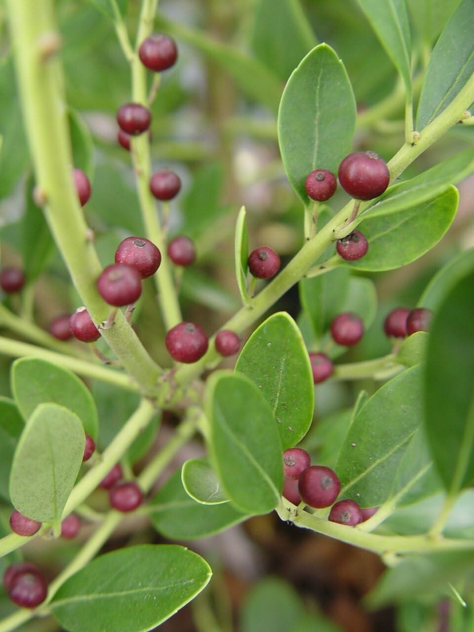 Evergreen Ilex Glabra 'Densa' - Hardy Holly for Moderate Watering | 3-4ft Height