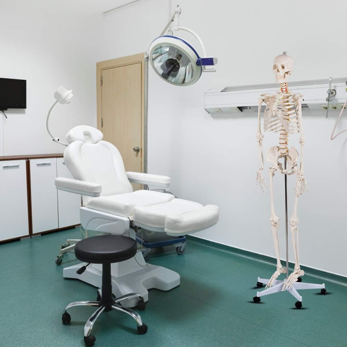 70.8" Life-Size Skeleton Model with Detachable Parts - Ideal for Medical Studies