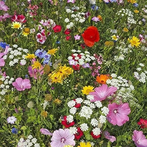 Premium 5 Lb Wildflower Seed Mix - Attract Pollinators with 23 Non-GMO Varieties