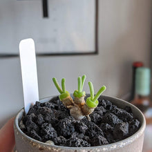 Load image into Gallery viewer, Aromatic Lava Rocks for Plants - 100% Pure Volcanic Stone, Ideal for Root Health