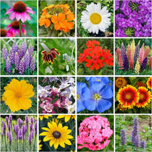 Load image into Gallery viewer, Organic Perennial Wildflower Seed Mix, 1 lb Shaker for Effortless Planting