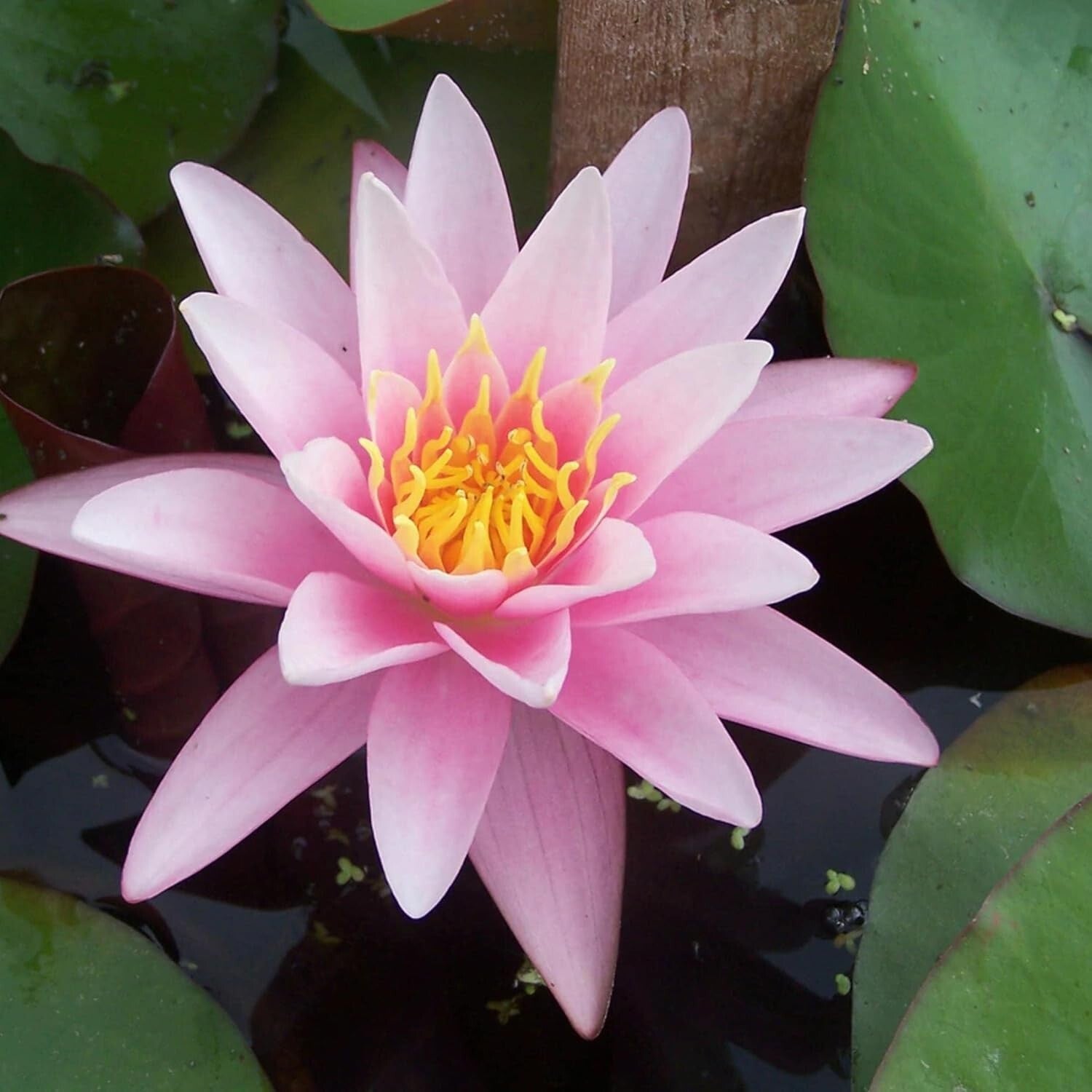 Live Water Lilies - Pink Flowering Rhizome Plant for Thriving Outdoor Spaces