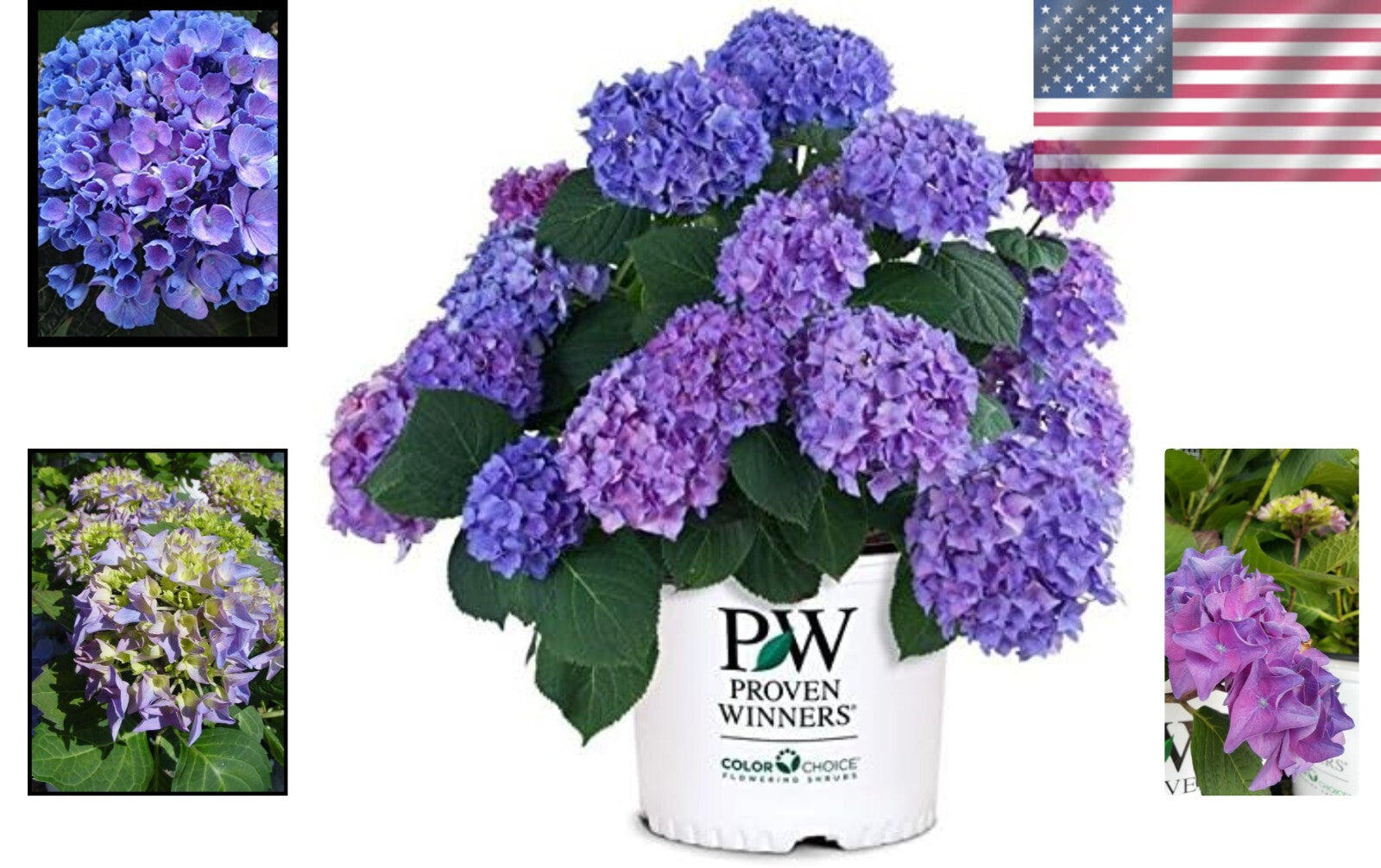Beautiful Rhythmic Blue Hydrangea in 3 Gallon Pot - Spring Bloomer for Zones 5-9