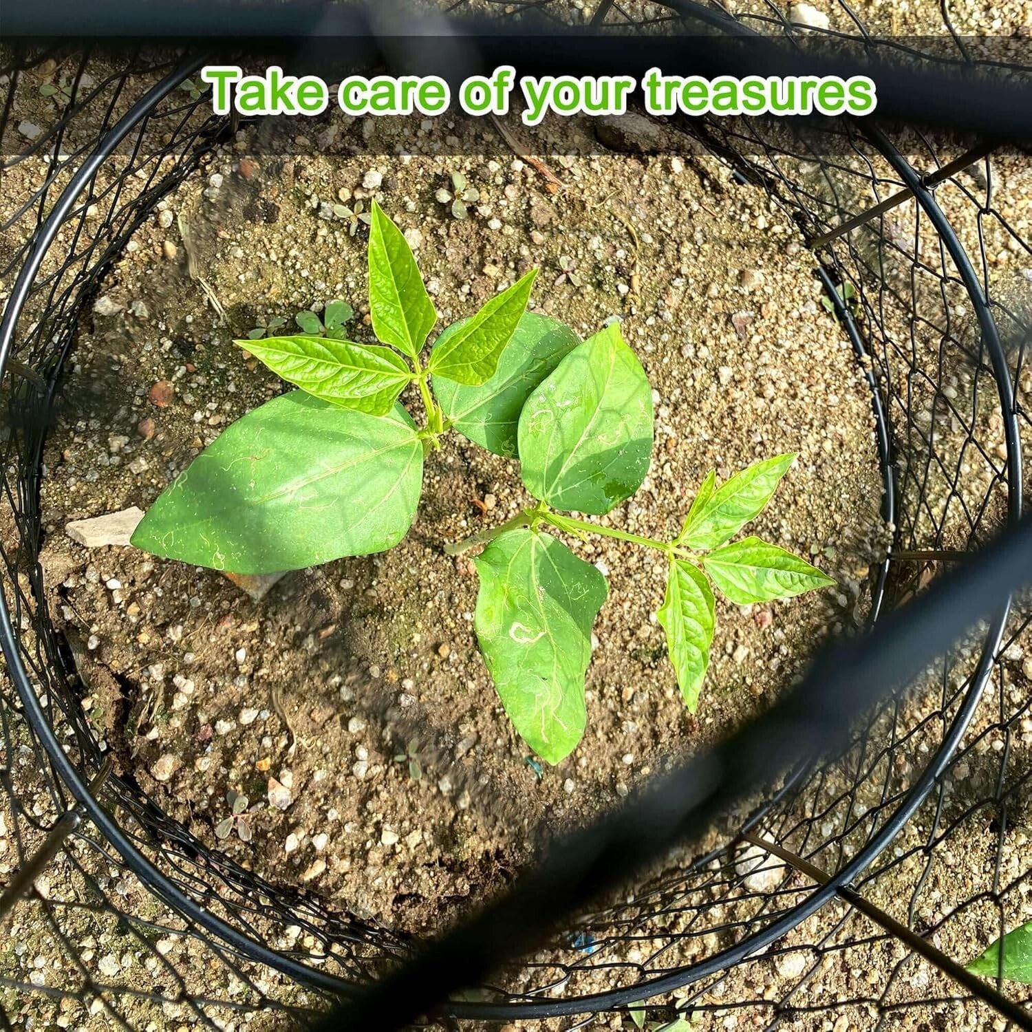 Space-Saving 6 Set Garden Cloches, 13"D x 17"H for Rabbits and Birds Deterrent