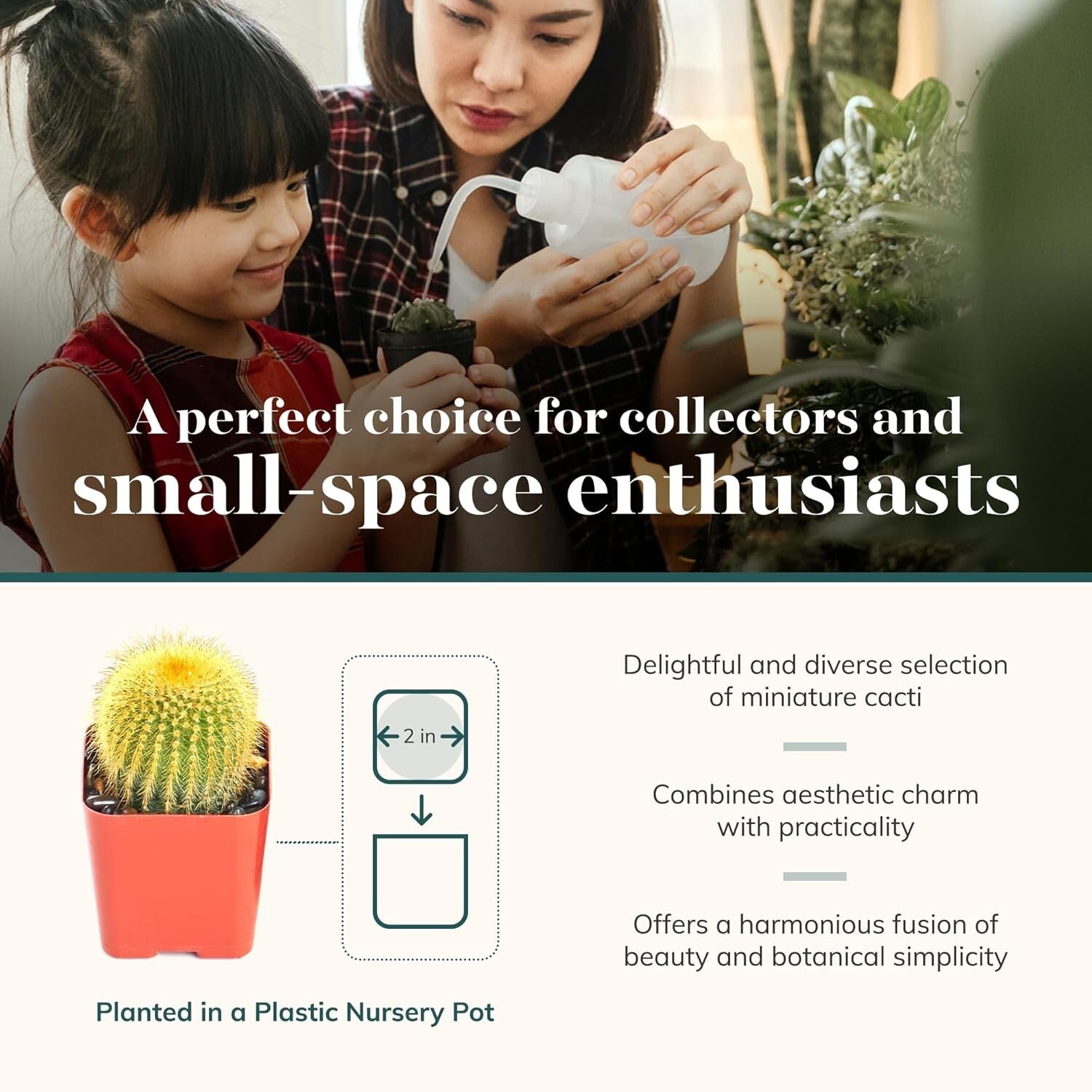 Assorted Live Mini Cactus Plants – Easy Care Bulk Pack of 256 for Any Occasion