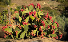 Load image into Gallery viewer, Elevate Your Menu with 1 Gallon Prickly Pear Syrup - Ideal for Beverages &amp; More