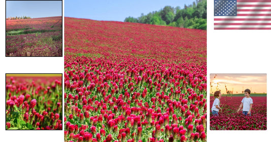 Crimson Clover Seeds - 232,000 Heirloom Seeds for Cover Crops and Pollinators